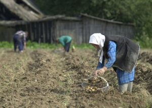 Лукашенко допрацювався до картопляної кризи у Білорусі – ЗМІ