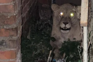 Правоохоронці показали, як ловили левицю-утікачку у Хмельницькому