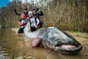 Польські рибалки зловили рекордного сома