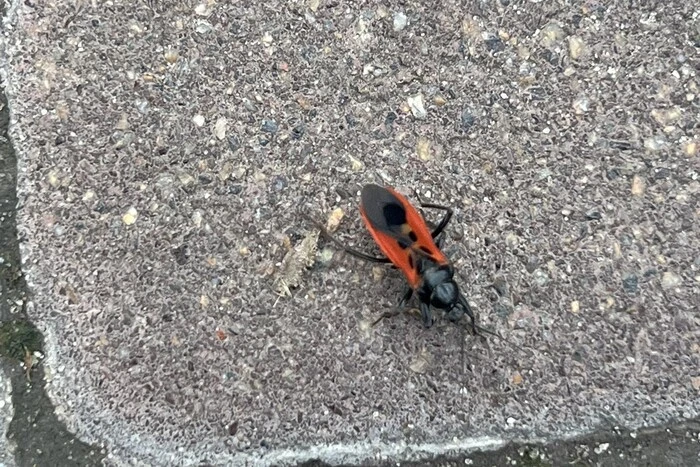 На Київщині дитину вкусив клоп-убивця