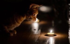 Ситуація значно погіршилася: У ДТЕК розповіли, що відбувається з відключеннями електроенергії в Києві і  коли будуть графіки