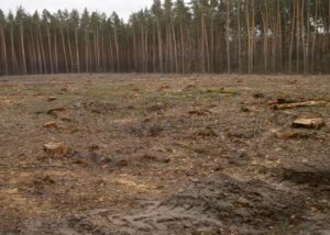 Збитки на 546 млн грн: ДБР викрило за рік сотні злочинів в лісовій галузі