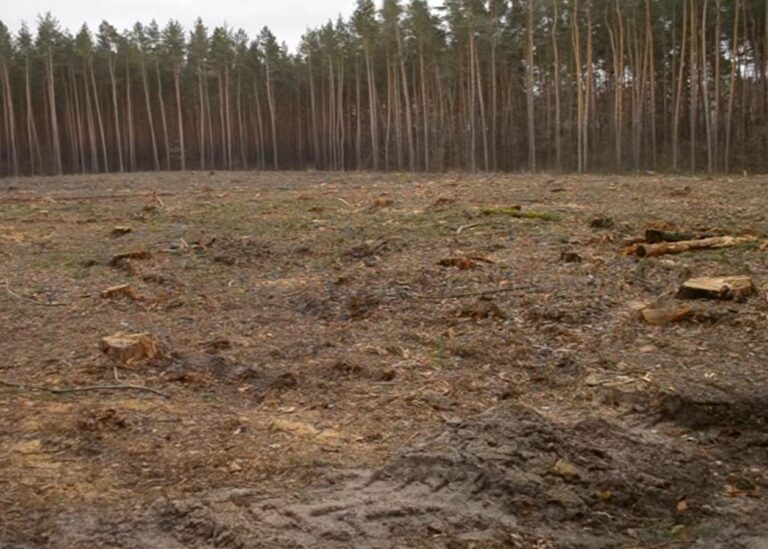 Збитки на 546 млн грн: ДБР викрило за рік сотні злочинів в лісовій галузі