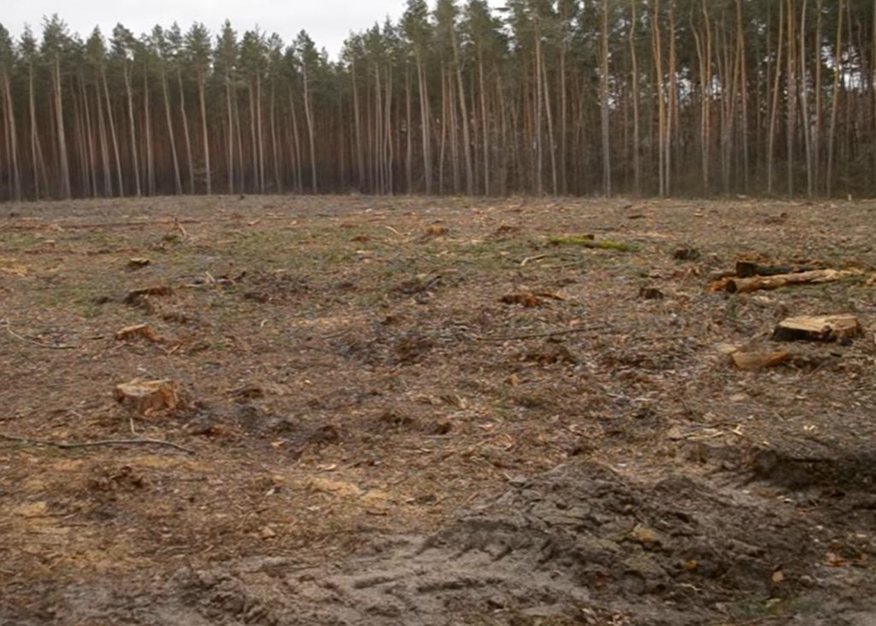 Збитки на 546 млн грн: ДБР викрило за рік сотні злочинів в лісовій галузі