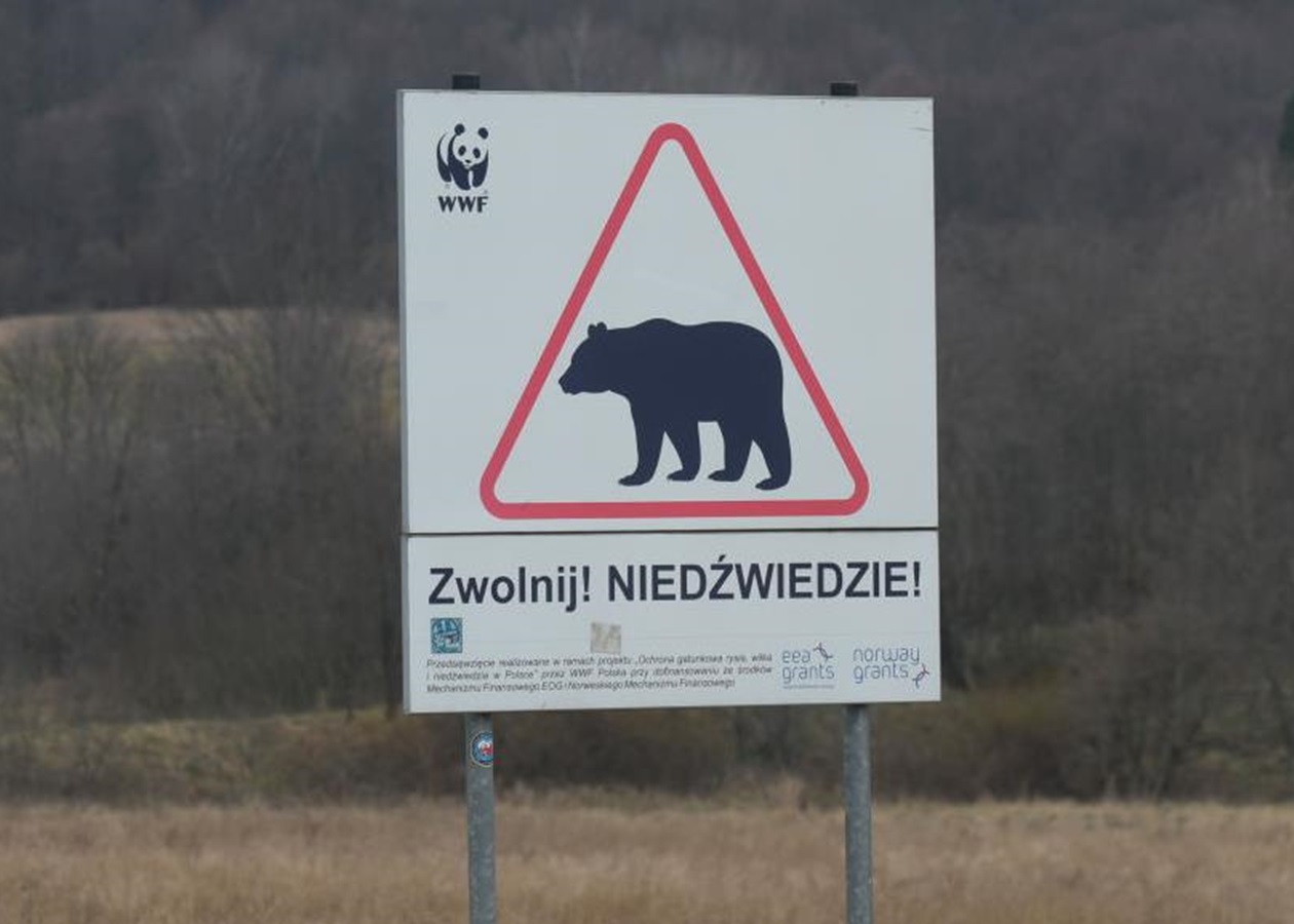 В Польщі на кордоні з Україною ведмідь загриз жінку